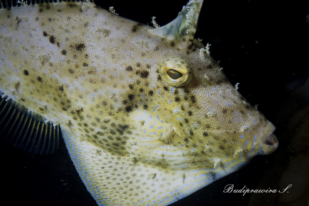 Macro Underwater Photography Fish Digital Picture DSC 2629