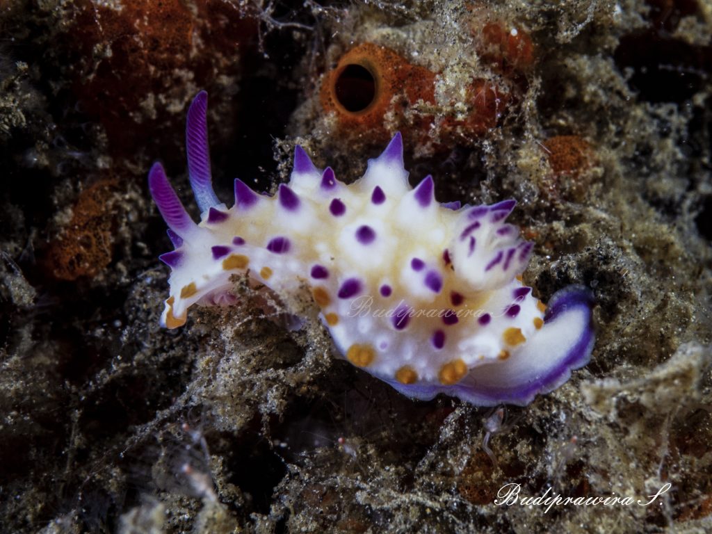 Nudibranch Image Underwater Photography Digital Download DSC 2543