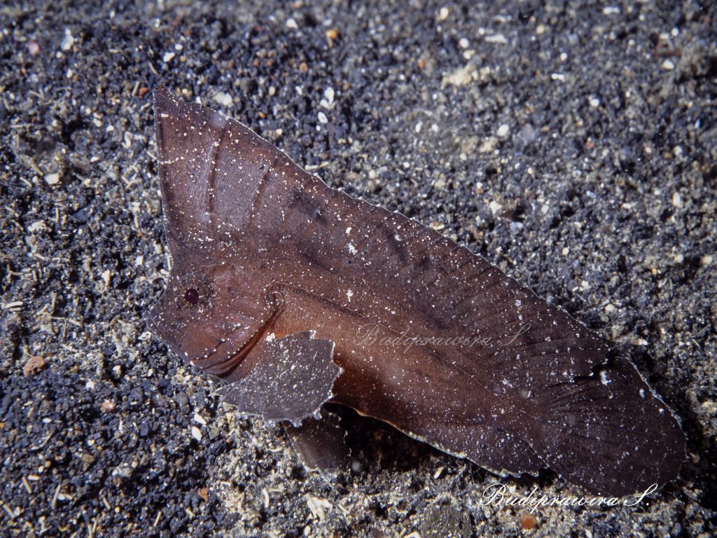 Leaf fish Underwater Macro photo wallpaper digital print, DSC 2650