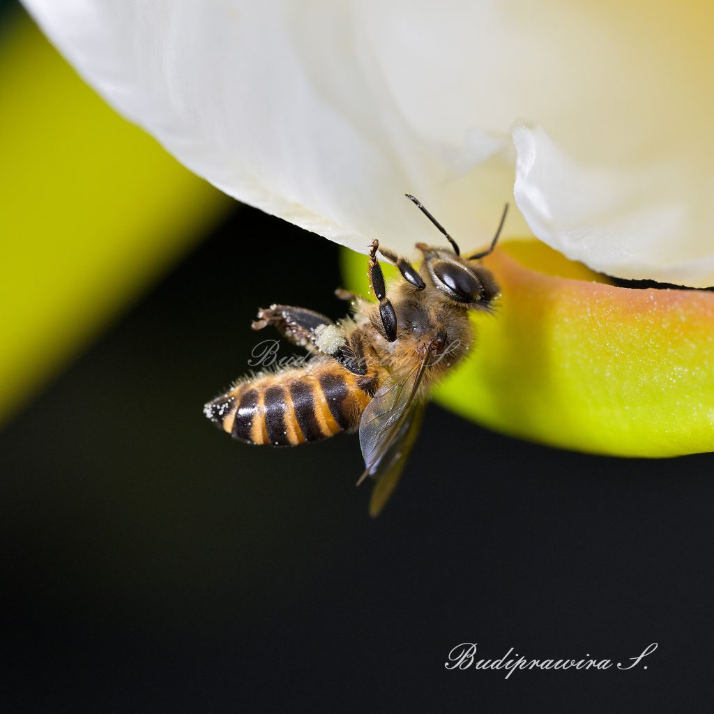 Bee Captive Print Wall Art DSZ_4121
