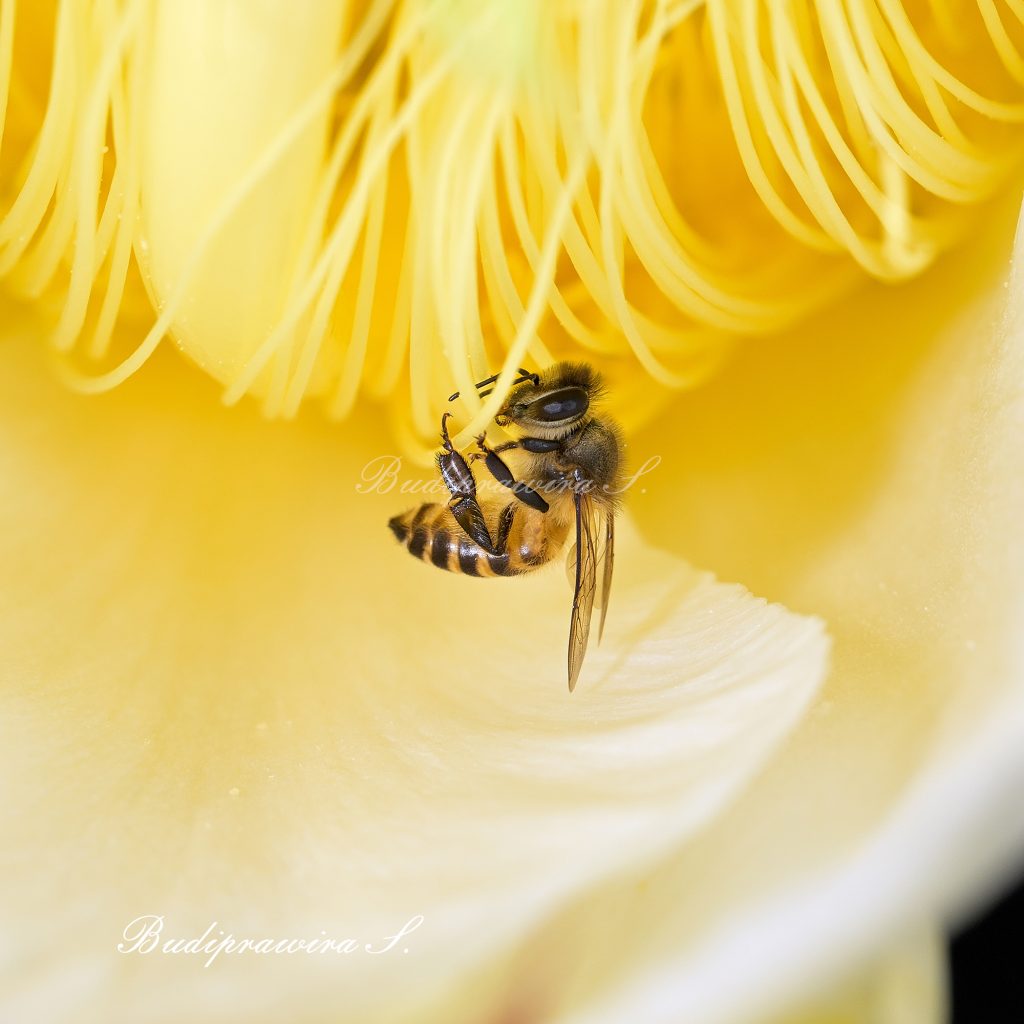 Bee macro photo wallpaper digital print DSZ_4127