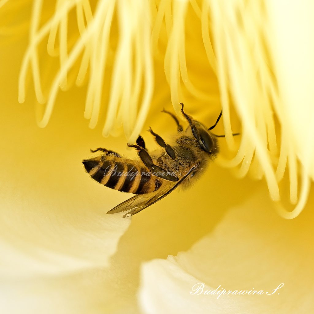 Bee Macro Photography Home Decor DSZ_4133