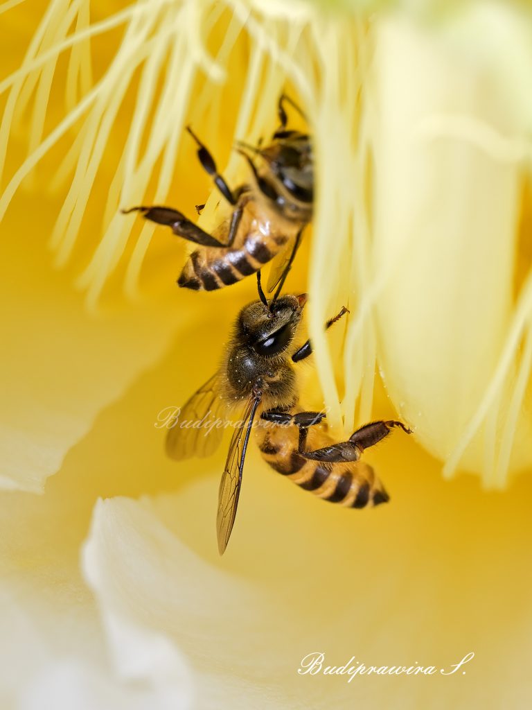 Bee Photo Art Honey Bee Insect Photography Web Digital Download DSZ_4134