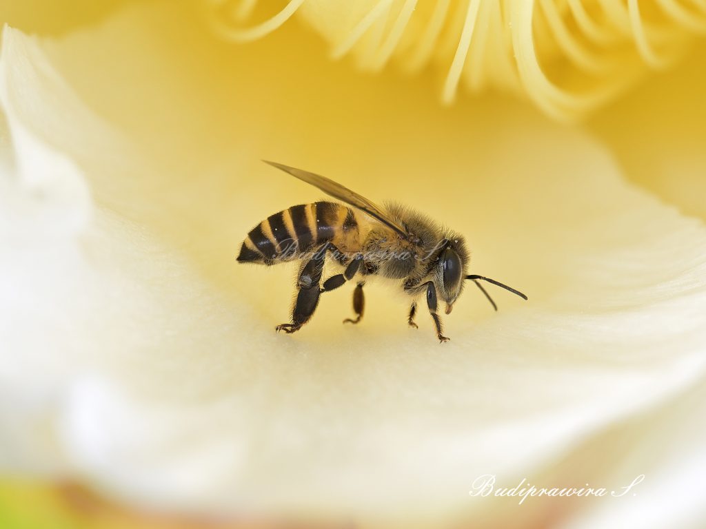Bee on Flower Photography, Art Print Bee, Bee Photo, Bumblebee Art DSZ_4140