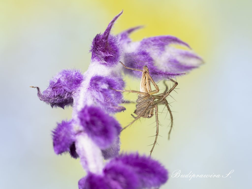 Lynx Spider Colorful Digital Print DZ7 0519