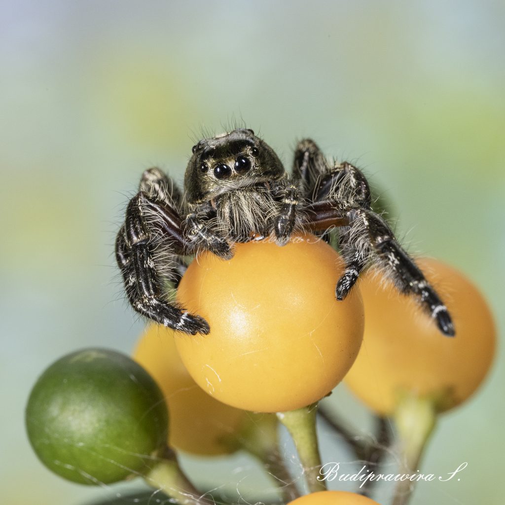 Hyllus Diardi Male Beautiful Nature Image DZ7 0685
