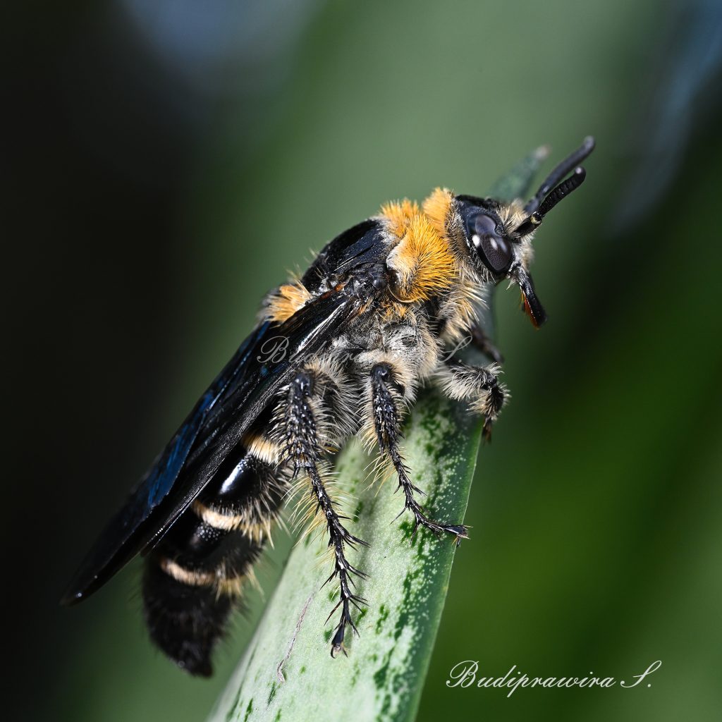 Original Nature Bee Photography  DZ7_1074