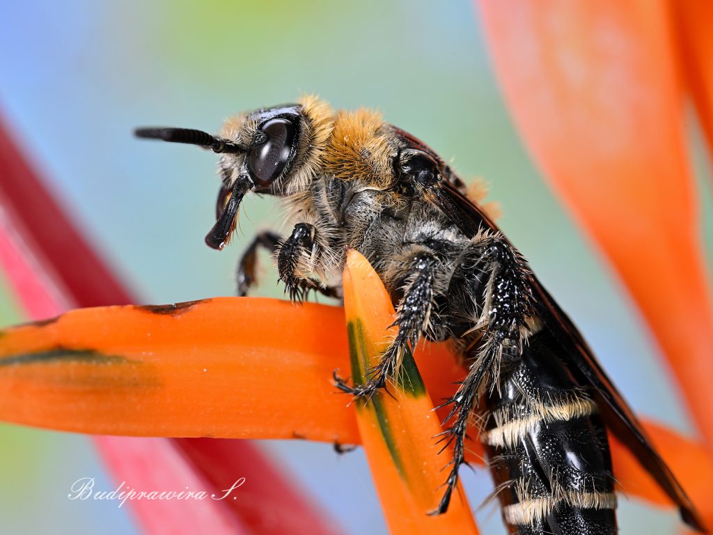 Honey bee macro photography DZ7_1146