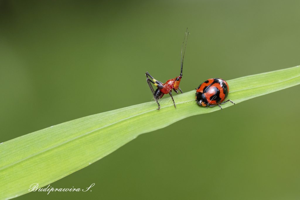 Colorful Digital Print Grasshoper & Beetle DZ9 9519
